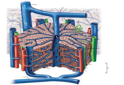 Microscopic Anatomy Of Liver Diagram Quizlet