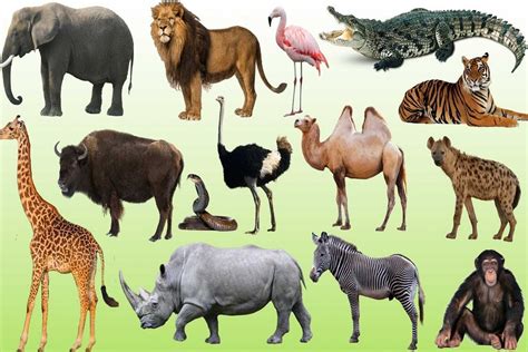 Learn Wild Animals Names For Children Learning Animals Sounds And