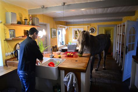 nasar  horse wanders   owners house