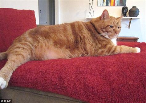Fat Cat Named Skinny Slims Down From 41 To 19 Pounds Daily Mail Online