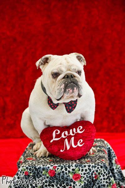 Love Me A Valentine Bulldog An Original Work From