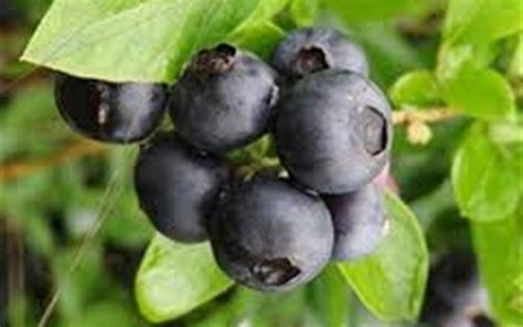Pearl River Southern Highbush Blueberry 1 Gallon Shrub Fruit
