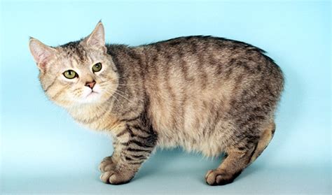 manx cat breed information vetstreet