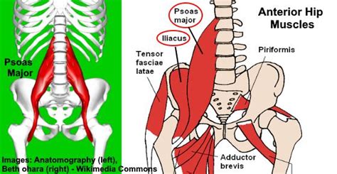What Is The Psoas Muscle And How Do I Stretch It Kickers Of Earth