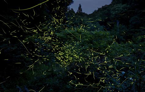 On The Glow 9 Firefly Viewing Spots In Japan Blog Travel Japan