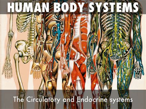 Biology Human Body Systems