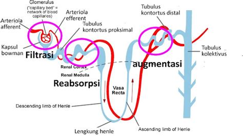 Bagian Bagian Nefron Dan Proses Pembentukan Urine Biologi Edukasi