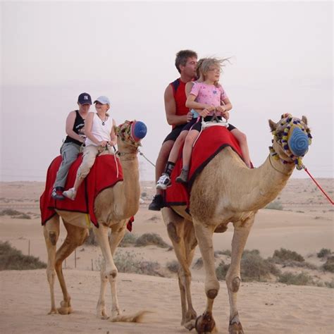 Camel Ride In Abu Dhabi Thelisttravel