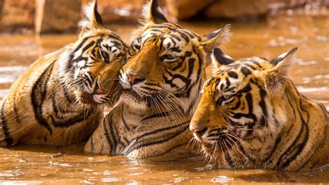 Ranthambore National Park Rajasthan Book Tickets And Tours