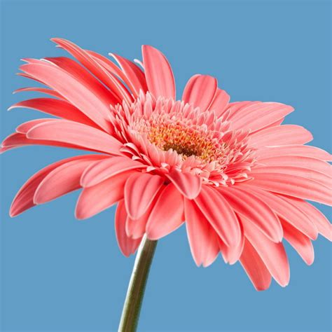 Gerbera Daisy Pink Luda Flower Salon