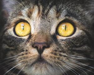 Between the age of three to eight weeks, kittens' eyes begin to change to colors ranging from green, yellow and orange to amber, copper and brown. 5 Types Of Cat Eye Colors Explained