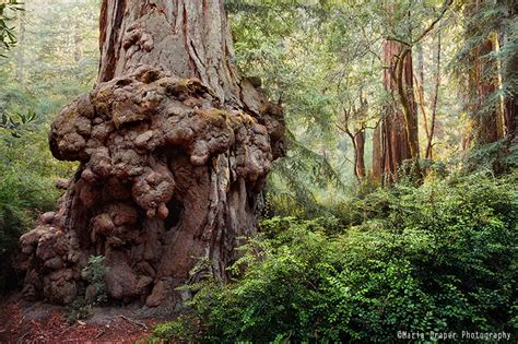 Big Basin Redwoods Santa Cruz California Landscape And Rural Photos
