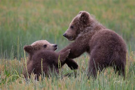 Grizzlybrown Bear Cubs Play Fighting Pictures Alaska Usa Jess