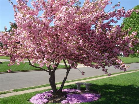 35 Best Garden Flowering Tree Ideas For Spring Trees