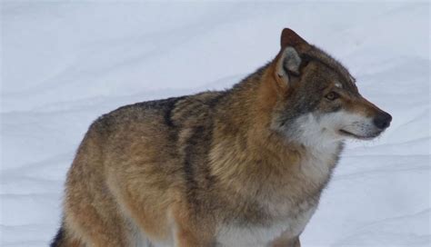 Rebuilding Eradicated Wolf Populations Comes With Serious Risks The Dodo