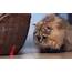 Siamese Kitten Wallpaper  HD Desktop Wallpapers 4k