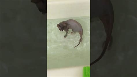 Sphynx Kitten Playing In The Bath Youtube