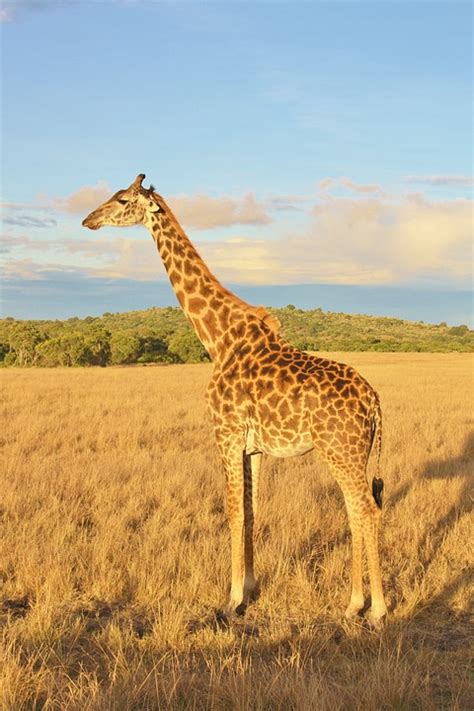 Jirafa Kenya Animales La Vida · Foto Gratis En Pixabay