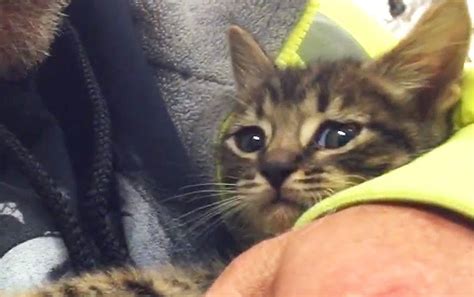 Kitten Trapped In Storm Drain Rescued Videos Viralcats At Viralcats