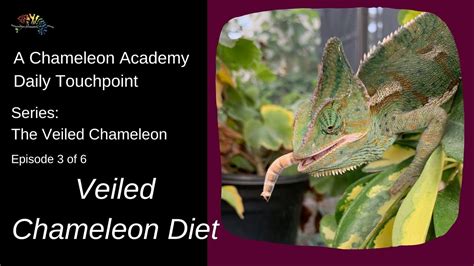 Diet Of The Veiled Chameleon Youtube