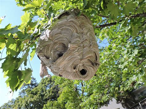 Opnieuw is er in nederland een nest gevonden van de aziatische hoornaar. Bald-faced Hornets - Environment