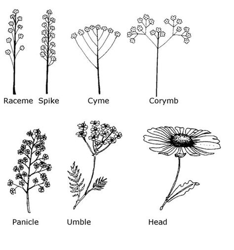 3 Botany Nc State Extension Publications