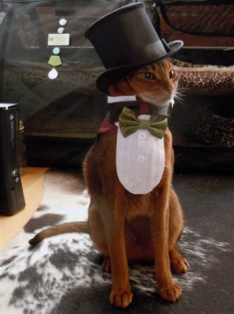 Ten Super Rich Dapper Cats Wearing Top Hats