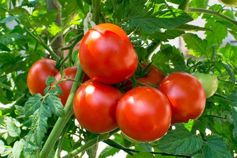 Growing Tomatoes Planting To Harvest The Old Farmers Almanac