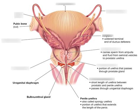 Accessory Ducts And Glands Of Male Reproductive System Posterior View Diagram Quizlet
