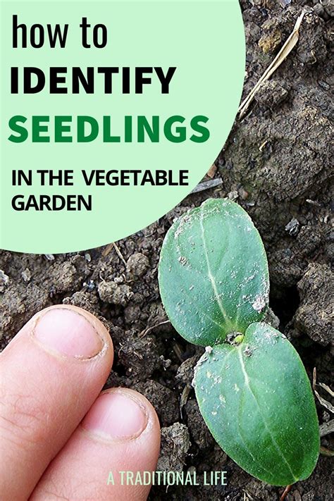 Use This Photo Guide To Identify Vegetable Garden Seedlings