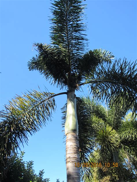 Sick Foxtail Palm - Pictures Included - DISCUSSING PALM TREES WORLDWIDE 