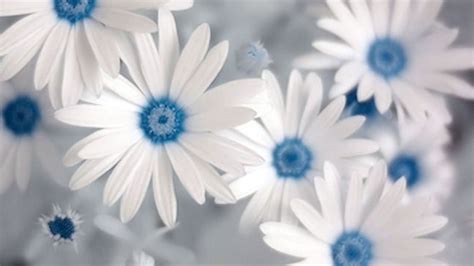 38 Blue And White Floral Wallpaper Wallpapersafari