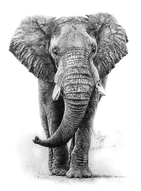 The Great Encounter Elephant Drawing Realistic Elephant Tattoo