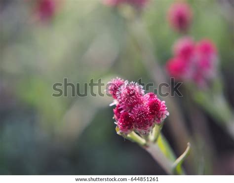 Antennaria Dioica Rubra Pink Pussytoes Full Stock Photo