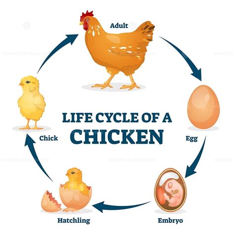 Life Cycle Of A Chicken Vector Illustration Vectormine