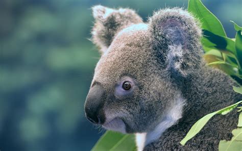 Koala Cute Bear Cub Portrait Marsupials Australia Fondos De