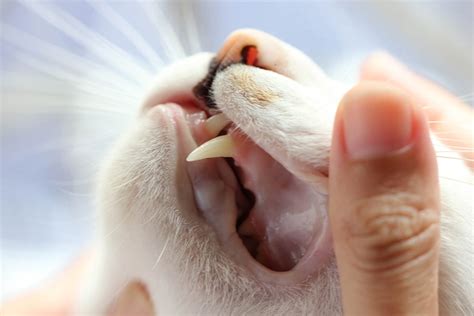 What Is Cat Stomatitis And Gingivitis Cat Gum Care Aspca Pet Health
