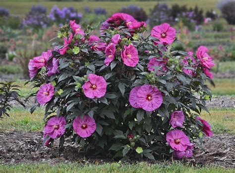 Summerific® Berry Awesome Rose Mallow Hibiscus Hybrid Hardy