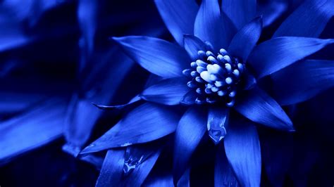 Free Download Blue Flowers Available In October 31 Hd Wallpaper