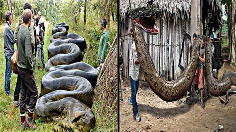 10 Most Biggest Snakes Caught On Camera Haider Tv Youtube