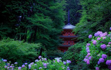 Japan Gardens Hydrangea Pagodas Trees Kyoto Nature Wallpapers Wallpaper