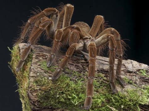 Some of the things you can do to keep spiders out of your home include: Tips To Keep Spiders Out Of Your House - Boldsky.com