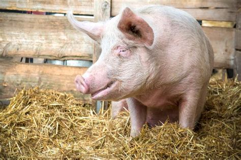 Pig On Hay And Straw Stock Image Image Of Porcine Pigstry 36294201