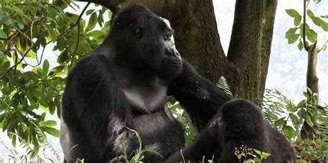 Four Poachers Arrested Over Death Of Gorilla Threats
