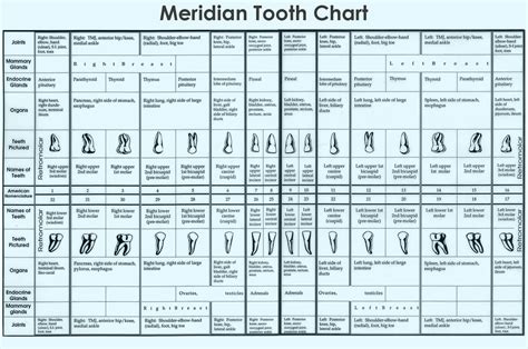 Tooth Meridians Understanding The Mouthbody Connection