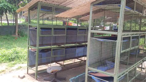 Cara tips membuat kandang lovebird, proses ini baik harus diperhatikan dengan baik oleh para peternak lovebird atau breeder karena dengan material yang kita pakai harus bagus dan tahan gigitan lovebird, maka kita siapkan material yang kokoh dan kuat seperti galvanum, besi, kawat. Desain Kandang Kelinci yang Modern