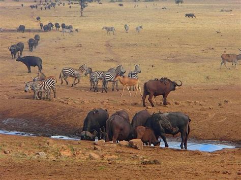 Tsavo West National Park Area Information For Tourists