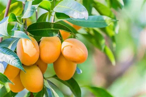 Australian Mango Varieties Type Of Mangoes Au