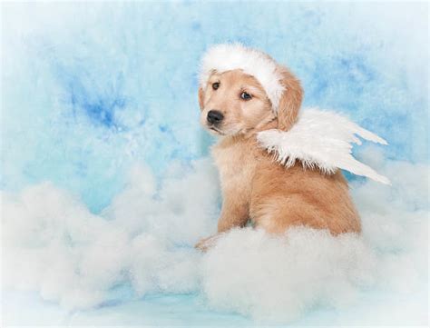 530 Puppy Angels Stock Photos Pictures And Royalty Free Images Istock