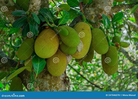 Jackfruit Or Jack Tree Artocarpus Heterophyllus Numerous Green Young